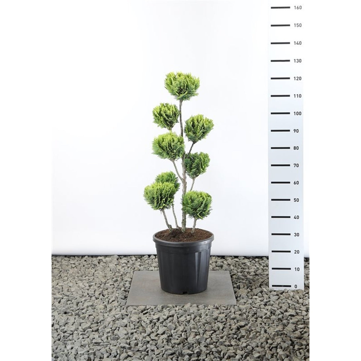 Ädelcypress – Chamaecyparis lawsoniana 'Alumigold' - 80-100 CM PonPon Cont.